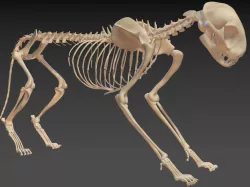 Cat Skeleton 3d model