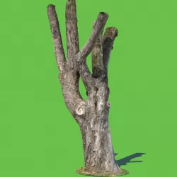 Charles Barkley 3d model