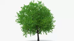 Cherry Tree 3d model