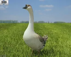 Chinese Goose 3d model