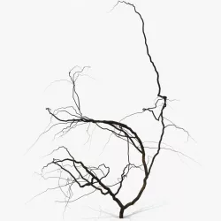 Dead Plant 3d model