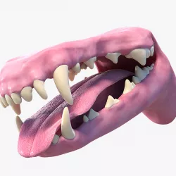 Dog Mouth 3d model