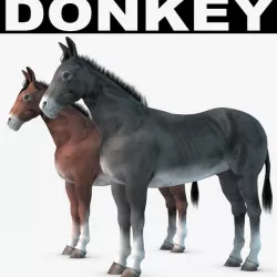 Donkey 3d model