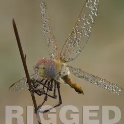 Dragonfly Rigged 3d model