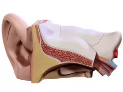 ear 3d model