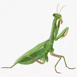 European Mantis Rigged 3d model