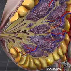 Female Breast Anatomy 3d model