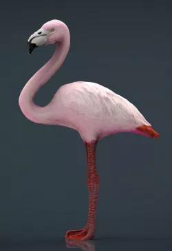 Flamingo 3d model