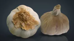 Garlic 3d model