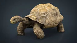 Giant Tortoise 3d model