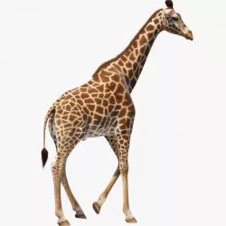 Giraffe Walking Pose Fur 3d model
