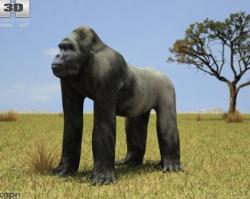 Gorilla (Troglodytes Gorilla) 3d model