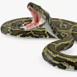 Green Python Snake Attack Pose 3d model