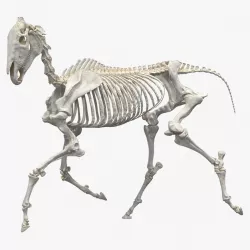 Horse Skeleton Running Pose 3d model