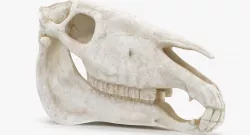 Horse Skull 3d model