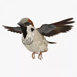 House Sparrow Flying Pose 3d model