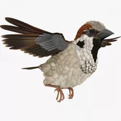 House Sparrow Rigged 3d model