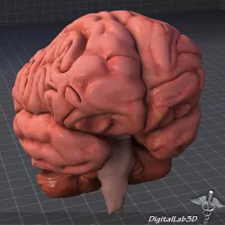 Human Brain 3d model