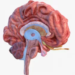 Human Brain Anatomy Section 3d model