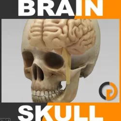 Human Brain and Skull - Anatomy 3d model