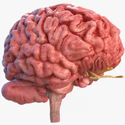 Human Brain Full Anatomy 3d model