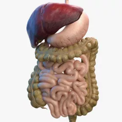 Human Digestive System 3d model