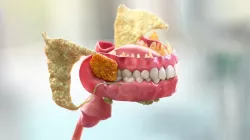Human Digestive System Anatomy 3d model