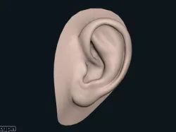 Human Ear 3d model