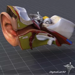 Human Ear Anatomy 3d model