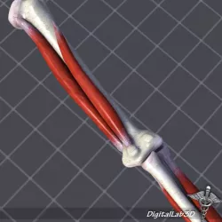 Human Elbow Bone and Muscle Structure 3d model