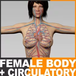 Human Female Body and Circulatory System - Anatomy 3d model