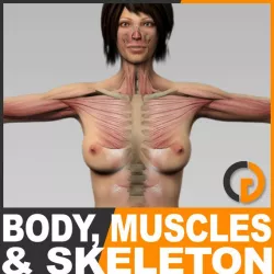 Human Female Body, Muscular System and Skeleton - Anatomy 3d model
