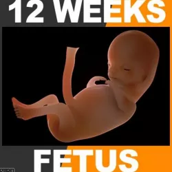 Human Fetus 12 Weeks 3d model