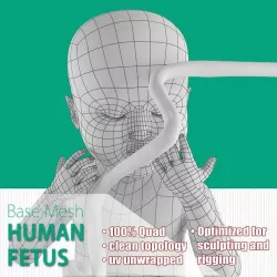Human Fetus 3d model