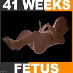 Human Fetus 41 Weeks 3d model