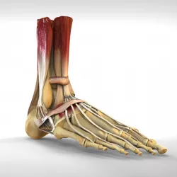 Human Foot Bone and Muscle Structure 3d model