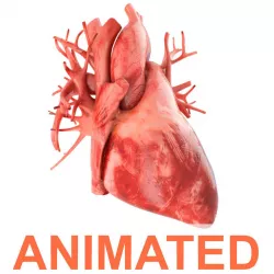 Human heart animated v3 3d model