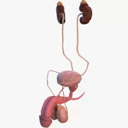 Human Kidney and Adrenal Gland 3d model