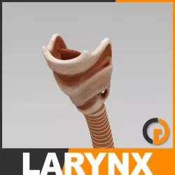 Human Larynx - Anatomy 3d model