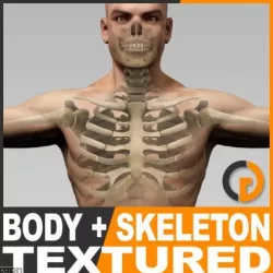 Human Male Body and Skeleton Textured - Anatomy 3d model