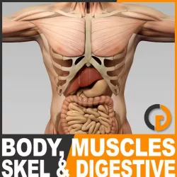 Human Male Body, Muscular, Digestive System and Skeleton - Anatomy 3d model