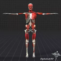 Human Muscle And Bone Structure 3d model