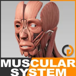 Human Muscular System - Anatomy 3d model