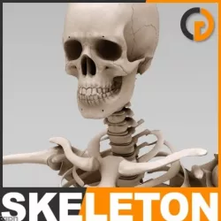 Human Skeleton - Anatomy 3d model