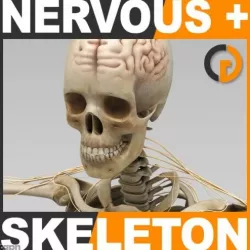 Human Skeleton and Nervous System with Brain - Anatomy 3d model