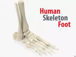 Human Skeleton Foot 3d model