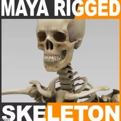 Human Skeleton Maya Rigged 3d model