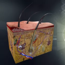 Human Skin Anatomy 3d model