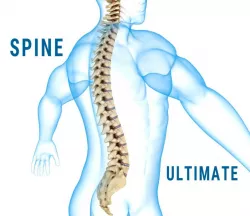 Human Spine with spinal cord and body 3d model