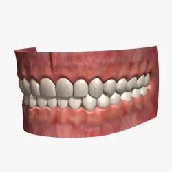 Human Teeth 2 3d model